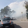 Nuovo incendio in pineta