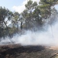 Nuovo incendio in pineta