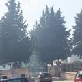 Nuovo incendio in pineta