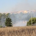 Nuovo incendio in pineta