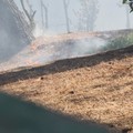 Nuovo incendio in pineta