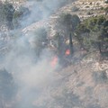 Nuovo incendio in pineta