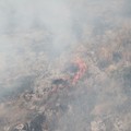 Nuovo incendio in pineta