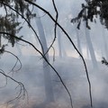 Nuovo incendio in pineta