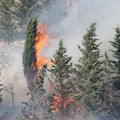 Nuovo incendio in pineta