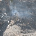 Nuovo incendio in pineta