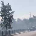 Nuovo incendio in pineta