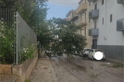 temporale- albero caduto