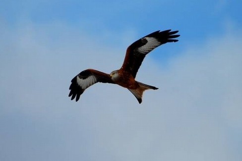 una giornata di birdwatching