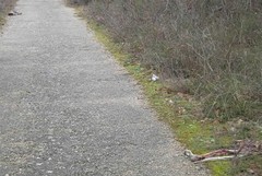 Carcasse di cani al Bosco comunale