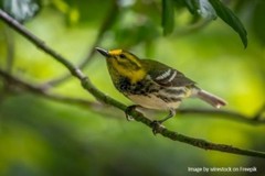 Fauna selvatica: riduzione del 73 per cento in soli 50 anni Cosa dice la Bibbia?