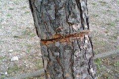Gravina subisce in silenzio i colpi dei vandali