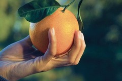 Anche a Gravina tornano le arance della salute