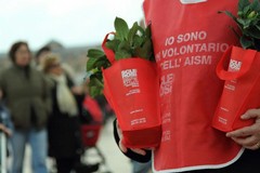 Torna la “Gardenia di AISM”