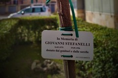 A Gravina trapiantato il primo albero della memoria