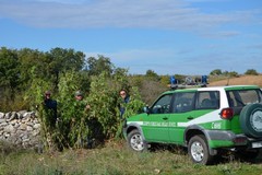 Forestale scopre piantagione di cannabis