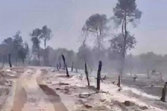 Incendio del bosco, cronaca di un disastro annunciato