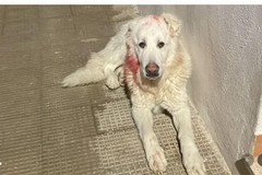 Una raccolta fondi per supportare il canile