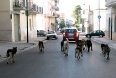 Petizione dei Cinque stelle contro il randagismo