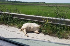 Carcassa di capra abbandonata sul ciglio della strada