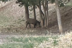 A Gravina arrivano i Cinghiali