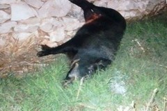 Incidenti stradali: crescono quelli causati dai cinghiali