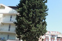 Bloccato l’abbattimento di un albero in Via Martiri dei Saraceni