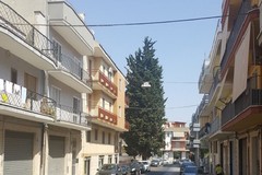 Cipresso di viale Martiri dei Saraceni: nessun abbattimento in programma a Ferragosto