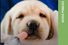 Accesso al fondo per le spese veterinarie 2024