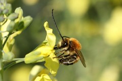 ll Parco Alta Murgia si distingue per tutela api