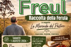 Freul - raccolta della Ferula
