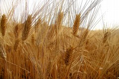 Grano, monta la protesta dei cerealicoltori di Puglia
