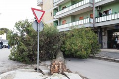 Albero di via Spinazzola: mai arrivata la chiamata d'allerta ai vigili