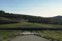 In aperta campagna, pecore al pascolo tra i rifiuti