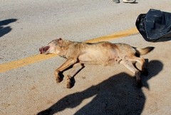 Trovata carcassa di lupo, animale ucciso per bracconaggio
