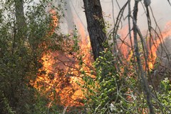 Sorveglianza antincendio al bosco, a breve l'aggiudicazione