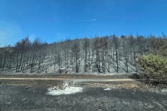 Incendio nell'Alta Murgia: “Un disastro annunciato, che impone una svolta”
