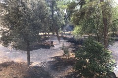 Incendio della pinetina in via Matera
