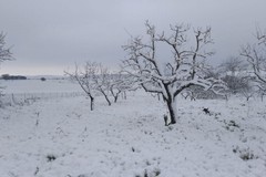 Murgia: neve ad aprile, danni all'agricoltura