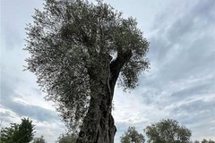 Il millenario ulivo “Patriarca” piantato a Gravina