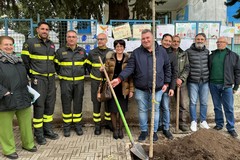 Alla scuola Savio rinasce l’albero della speranza
