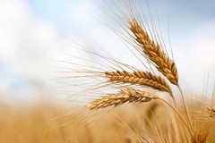 Tutelare il Made in Italy: al via l'etichettatura del grano