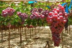 Siccità: scatta in anticipo vendemmia 2024