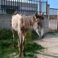 Ritrovato in contrada Graviglione il cavallo deperito