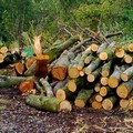 ​Danni al patrimonio boschivo: Regione e Corpo forestale lottano uniti