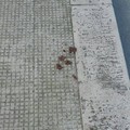 Deiezioni canine in via Loreto