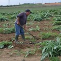 Una misura a favore degli agricoltori