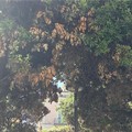 Villa comunale in stato di abbandono e alberi malati