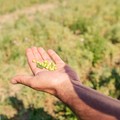 Andriani capofila di un'estesa filiera sostenibile di legumi