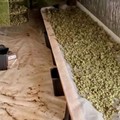 Droga: arresti della Guardia di Finanza a Gravina